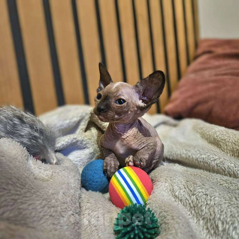 Кошки в Москве: Продается котенок Девочка, 5 000 руб. - фото 3