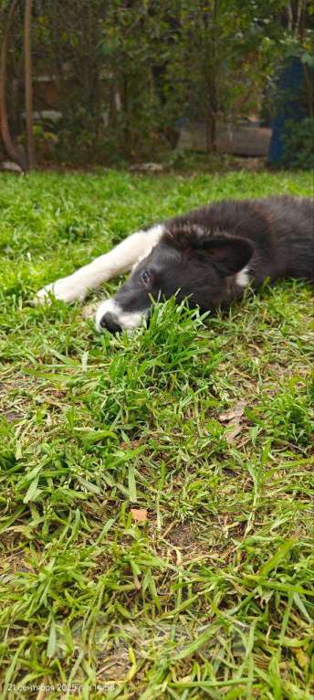 Собаки в Новосибирске: Щенки Бордер Колли  Девочка, 65 000 руб. - фото 3