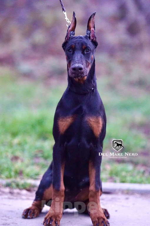 Собаки в Ейске: щенок добермана Девочка, 90 000 руб. - фото 1