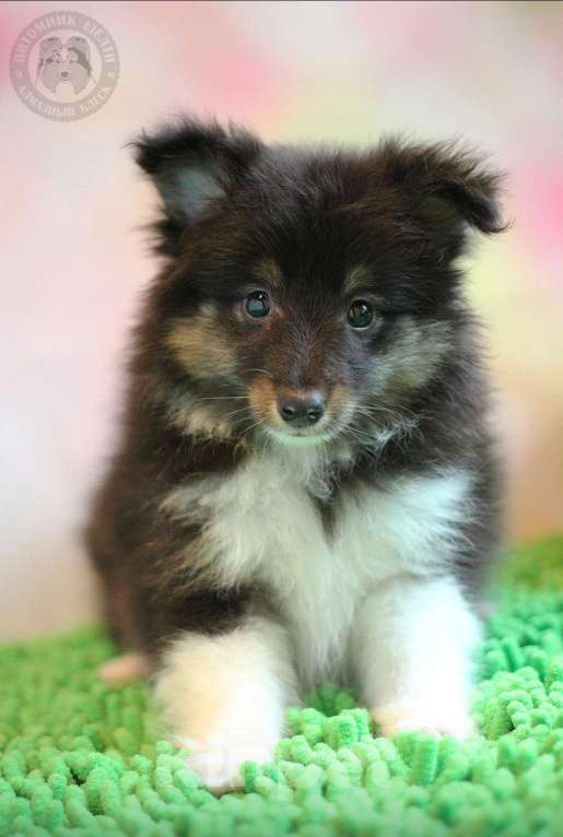 Собаки в Москве: Крошечная шелти Девочка, 85 000 руб. - фото 1