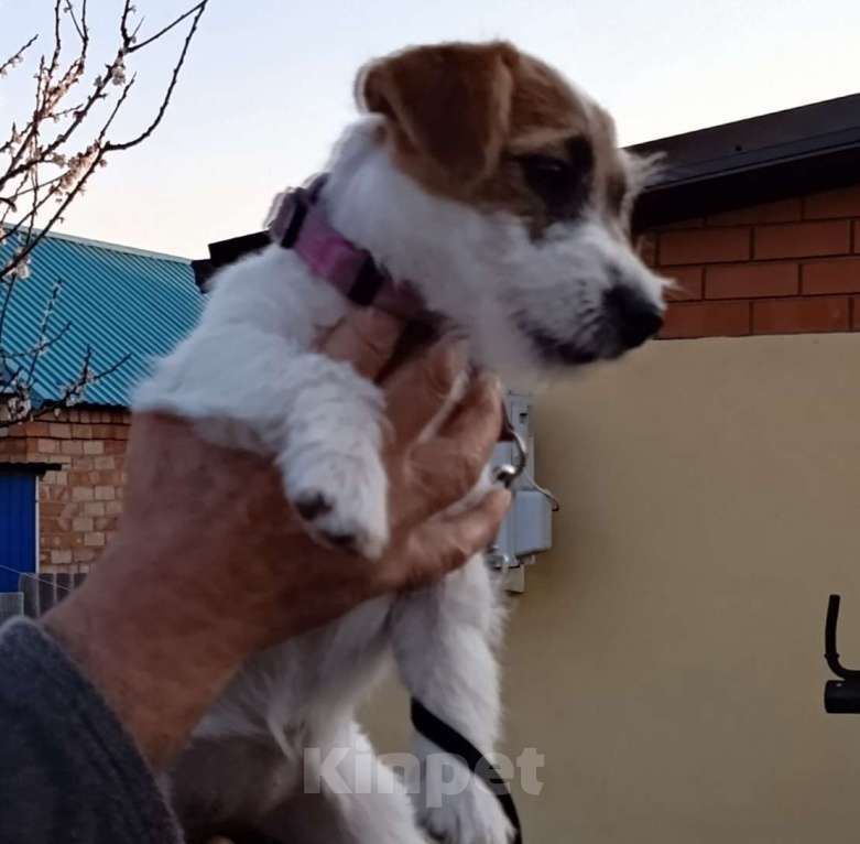 Собаки в других городах Краснодарского края: Девочка Джек рассел Девочка, 30 000 руб. - фото 4