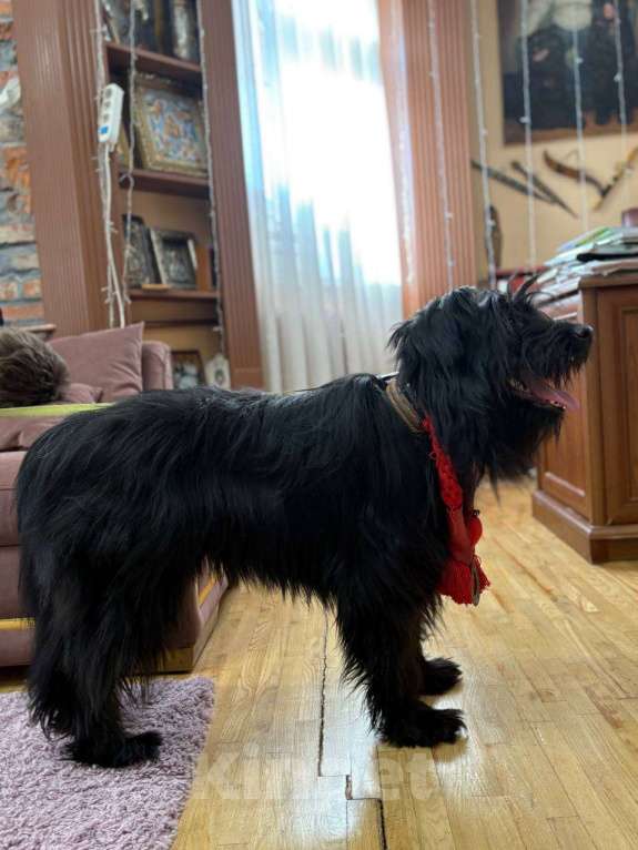 Собаки в Москве: Небольшой метис шнауцера в добрые руки Мальчик, Бесплатно - фото 4