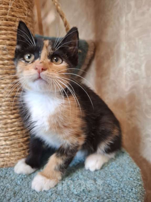 Кошки в Москве: Котёнок трехцветный в добрые руки  Девочка, Бесплатно - фото 4
