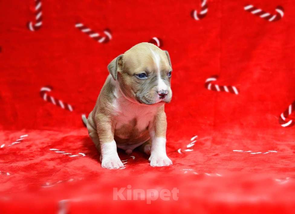 Собаки в Москве: Голубо-палевый джентльмен амстафф Мальчик, 60 000 руб. - фото 4