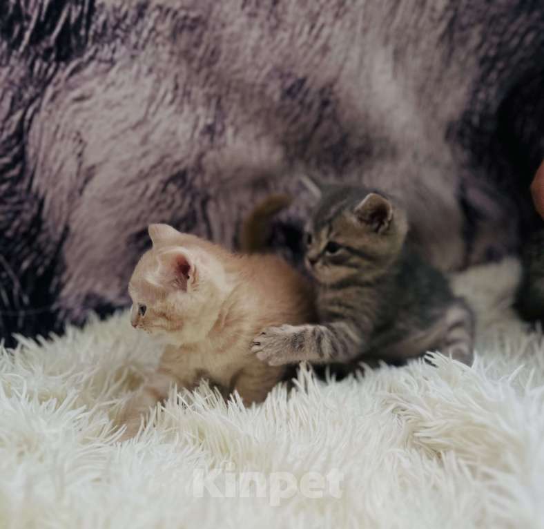 Кошки в Санкт-Петербурге: Шотландские котята продажа Мальчик, 15 000 руб. - фото 5