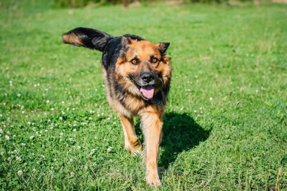 Собаки в Наро-Фоминске: Его хотели убить,выбросив в лесу на верную погибель Мальчик, Бесплатно - фото 2