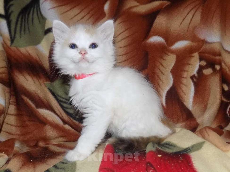 Кошки в Москве: Котята турецкий ван Девочка, 10 000 руб. - фото 2