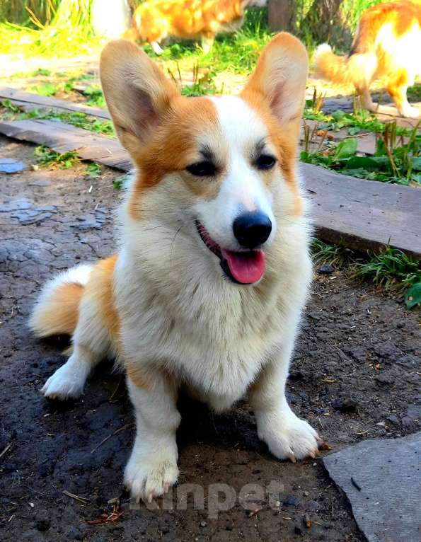 Собаки в Москве: Просто красавчик Мальчик, 35 000 руб. - фото 1