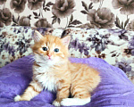 Кошки в Кингисеппе: Продаются котята Курильского бобтейла, 3 500 руб. - фото 1