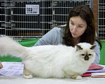 Кошки в Калининграде: Кошечка Священной бирмы Девочка, 10 000 руб. - фото 2