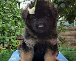 Собаки в Астрахани: Щенки немецкой овчарки, 1 руб. - фото 2