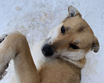 Собаки в Домодедово: Локи Мальчик, 1 руб. - фото 2