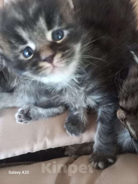 Кошки в других городах Ленинградской области: Мей-куны полидакты - котята в &quot; руковичках&quot; Мальчик, 45 000 руб. - фото 5