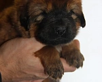 Собаки в Красноярске: Щенки тибетского мастифа  Девочка, 35 000 руб. - фото 1