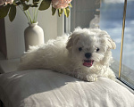 Собаки в Москве: Мальтезе мини девочка, 5 мес, 1 кг Девочка, 90 000 руб. - фото 4