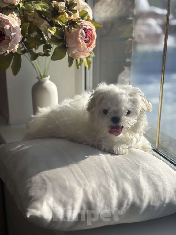 Собаки в Москве: Мальтезе мини девочка, 5 мес, 1 кг Девочка, 90 000 руб. - фото 4