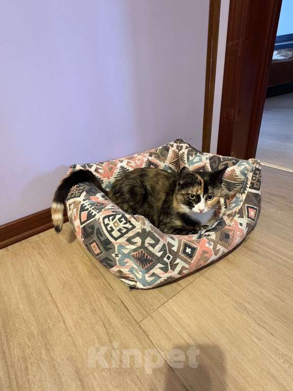 Кошки в Москве: Котенок Яшма Девочка, Бесплатно - фото 1