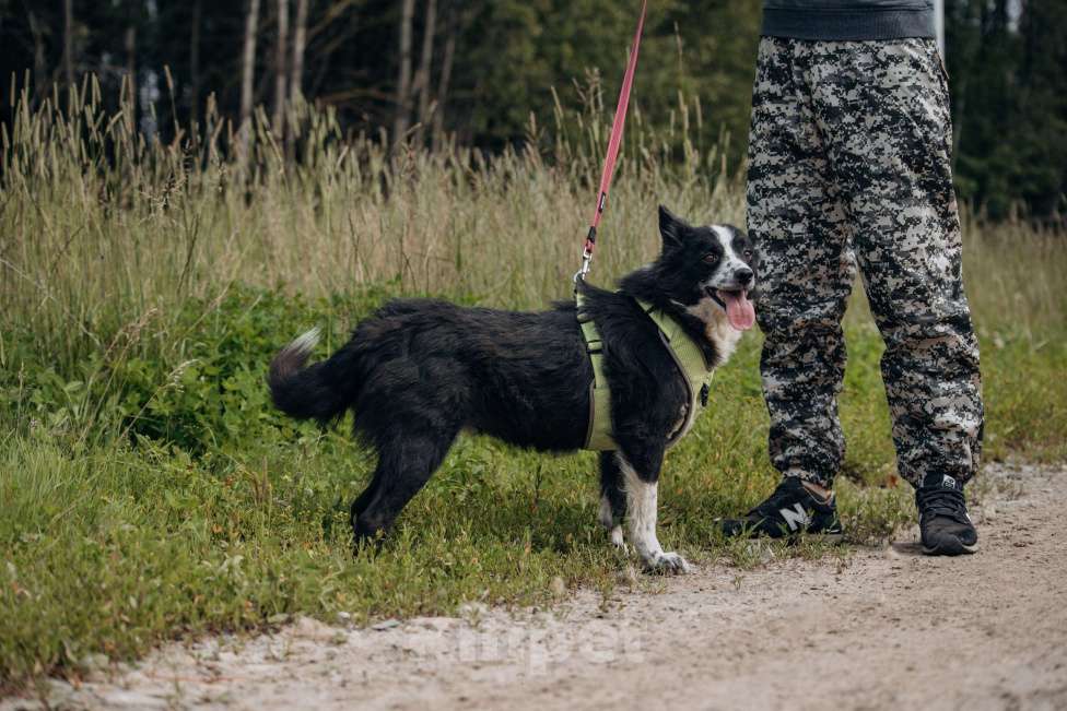 Собаки в Москве: Бордер колли, метис  в добрые руки. Девочка, Бесплатно - фото 7
