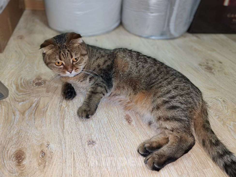 Кошки в Ростове-на-Дону: Британская короткошёрстная кошка Девочка, Бесплатно - фото 7