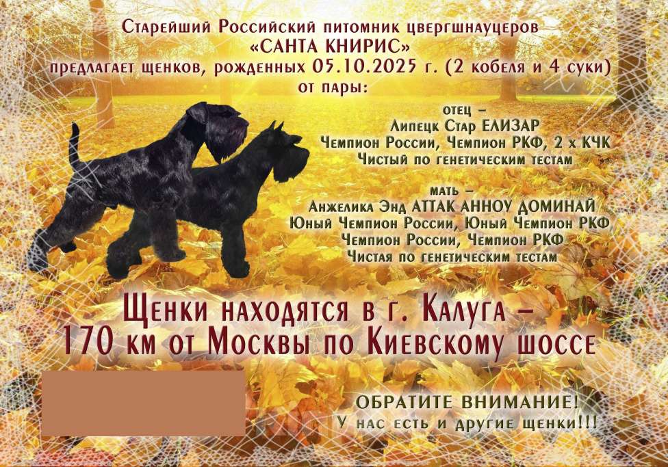 Собаки в Калуге: ризеншнауцер Мальчик, 120 000 руб. - фото 3