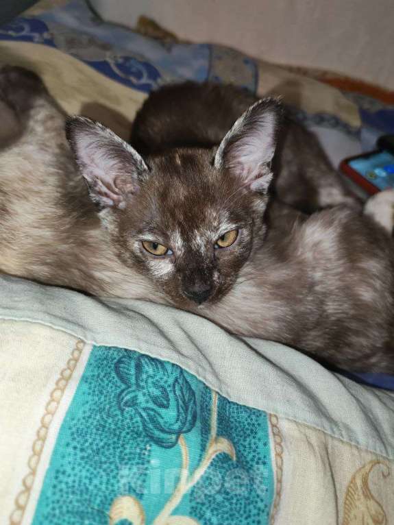 Кошки в Серпухове: Бурманский котенок Девочка Девочка, 14 000 руб. - фото 5