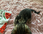 Кошки в Санкт-Петербурге: Бенгальские котята Мальчик, 7 000 руб. - фото 4