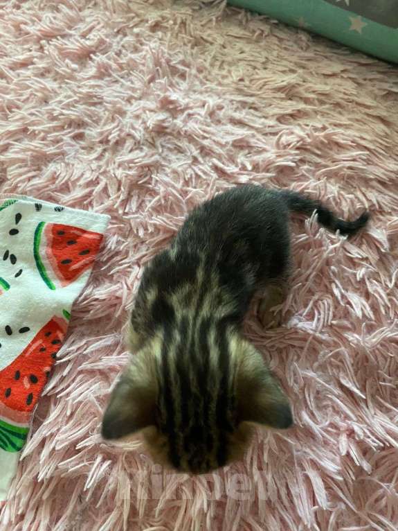 Кошки в Санкт-Петербурге: Бенгальские котята Мальчик, 7 000 руб. - фото 4