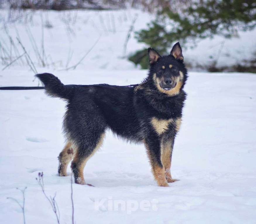 Собаки в Наро-Фоминске: Дина: щенок, подросток девочка. Метис овчарки. Девочка, Бесплатно - фото 2