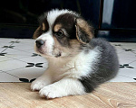 Собаки в Челябинске: Щенок Вельш корги пемброк Девочка, 60 000 руб. - фото 2
