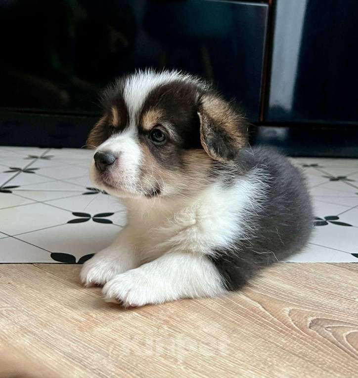 Собаки в Челябинске: Щенок Вельш корги пемброк Девочка, 60 000 руб. - фото 2