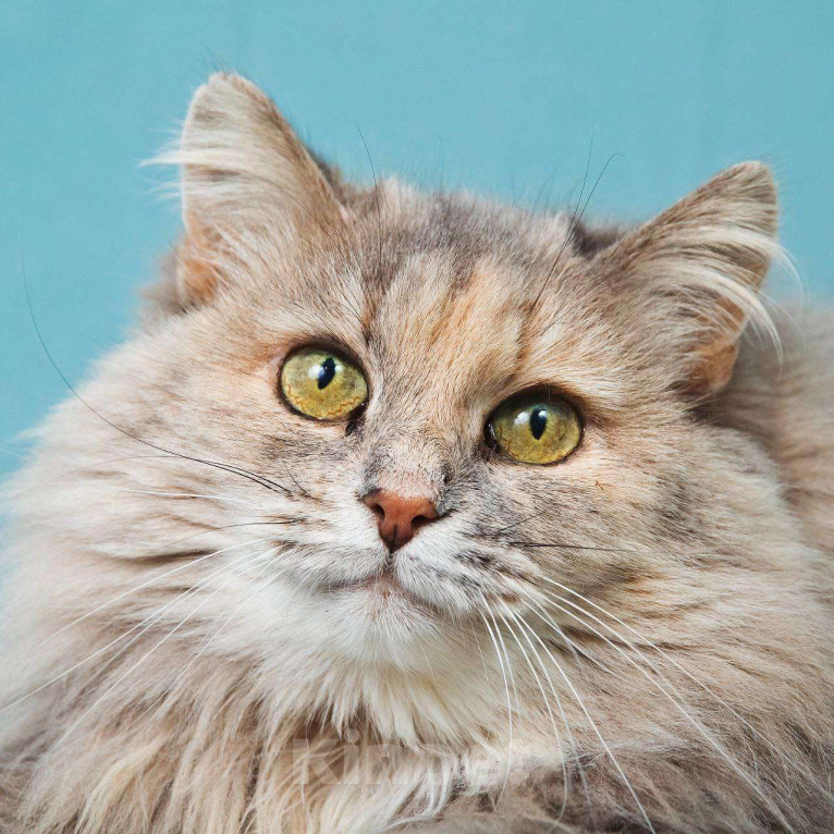 Кошки в Москве: Роскошная кошка Росинка ищет любящую семью Девочка, Бесплатно - фото 7