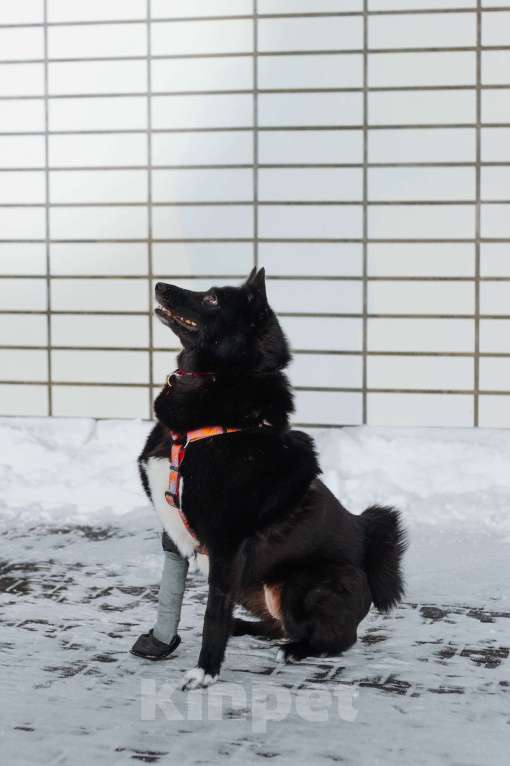 Собаки в Москве: Клюкве срочно нужен дом 🐾 Девочка, Бесплатно - фото 5