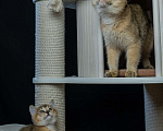 Кошки в Волгограде: Шотландские котята Девочка, 35 000 руб. - фото 9