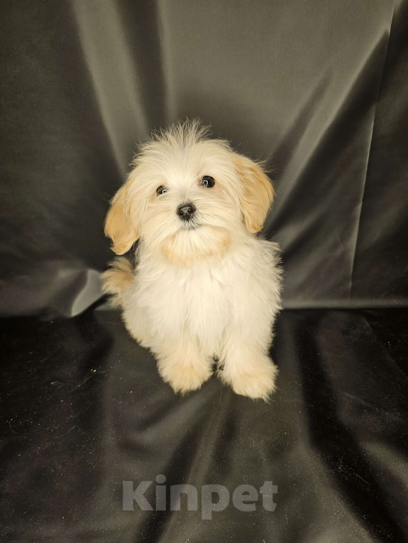 Собаки в Москве: Мальтипу щенок мальчик Мальчик, 80 000 руб. - фото 1