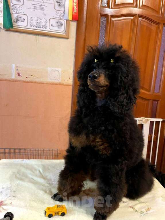 Собаки в Москве: Пудель окраса черно-подпалый кобель Мальчик, Бесплатно - фото 5