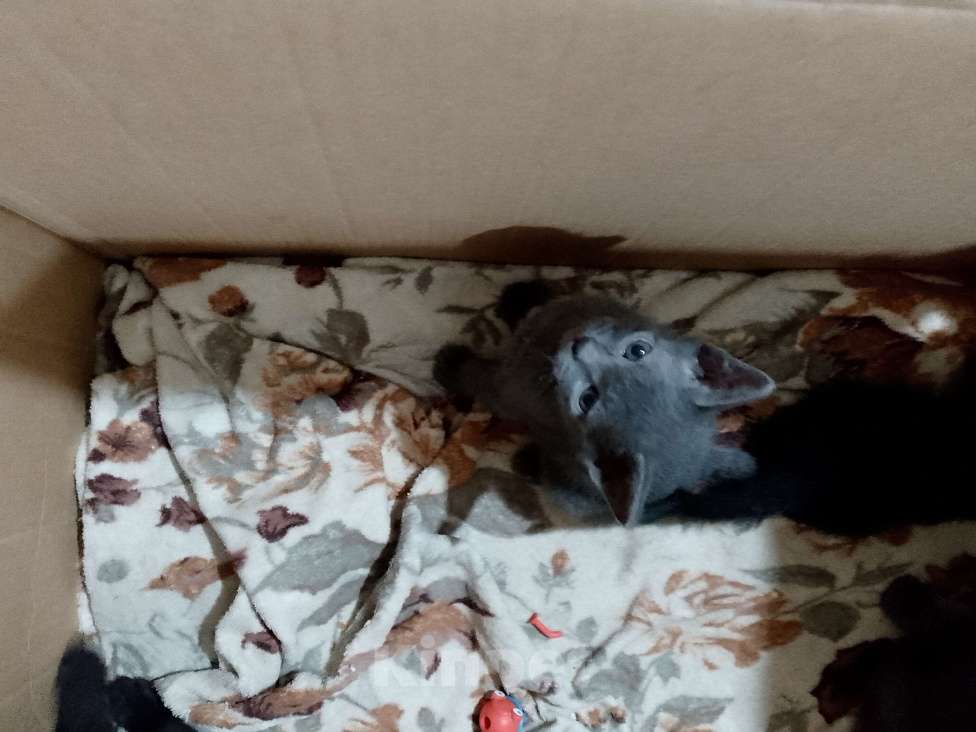 Кошки в Ростове-на-Дону: Кошечка серая Девочка, Бесплатно - фото 5