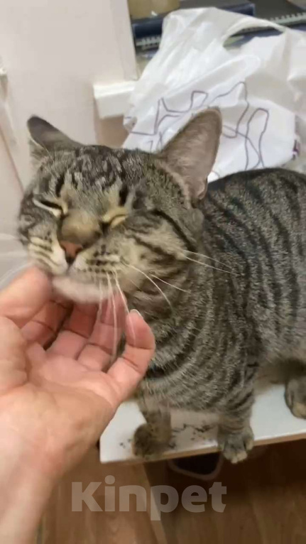 Кошки в Москве: Фёдор - лучший друг Мальчик, Бесплатно - фото 4