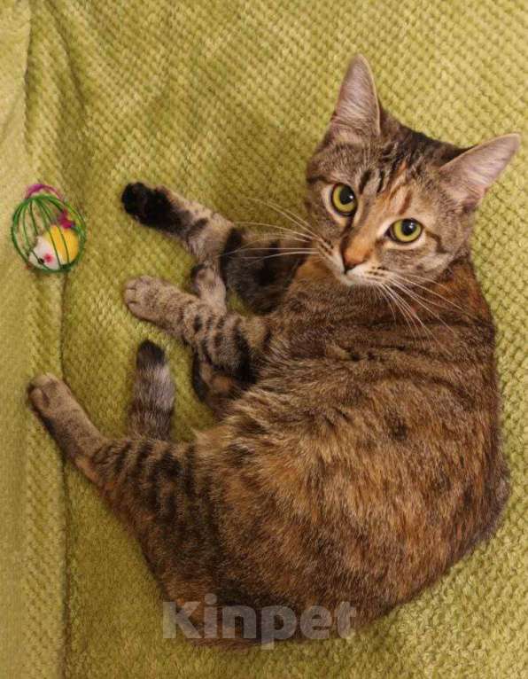 Кошки в Щелково: Ириска кроткая нежная девочка Девочка, Бесплатно - фото 3