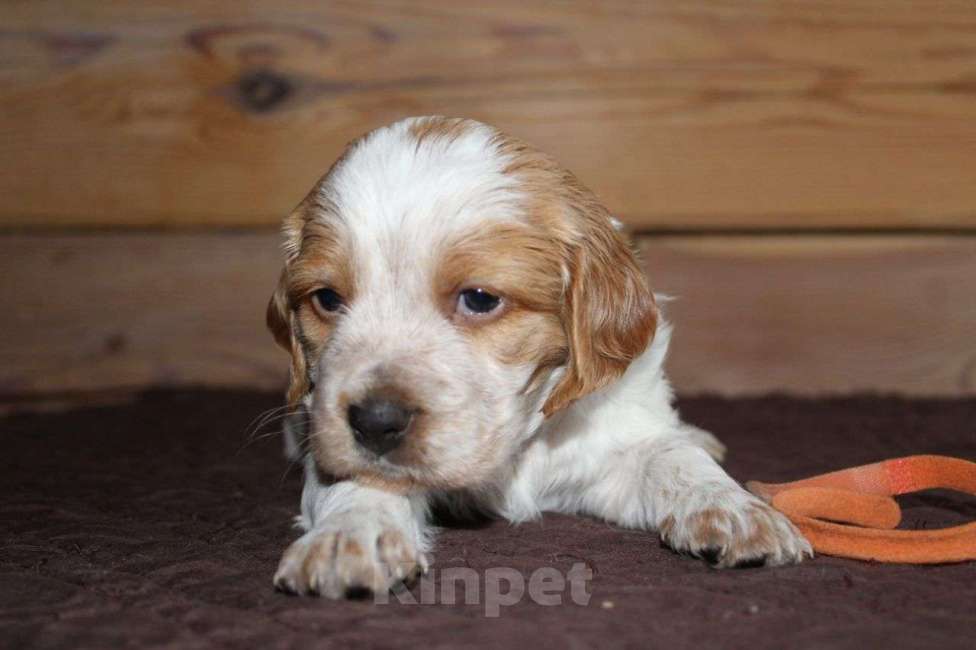 Собаки в Иркутске: Щенки французской легавой  Девочка, 50 руб. - фото 7