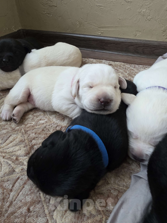 Собаки в других городах Калининградской области: Щенок Мальчик, 30 000 руб. - фото 3