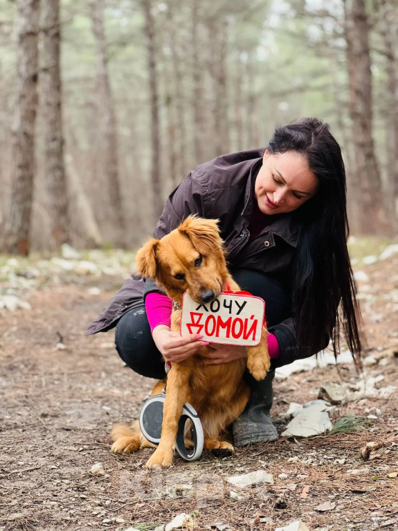 Собаки в Новороссийске: Тая,хочу домой Девочка, 99 руб. - фото 3