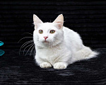 Кошки в Красноярске: белый котик манчкин длинношерстный Мальчик, Бесплатно - фото 3
