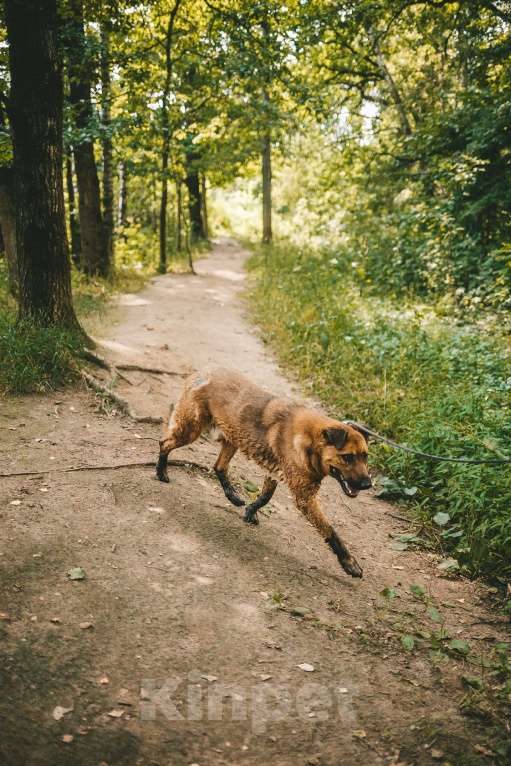 Собаки в Москве: Руфо Мальчик, Бесплатно - фото 2