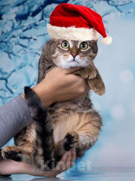 Кошки в Москве: Тарзан ищет семью Мальчик, 50 руб. - фото 2