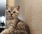 Кошки в Москве: Британские котята Мальчик, 15 000 руб. - фото 2