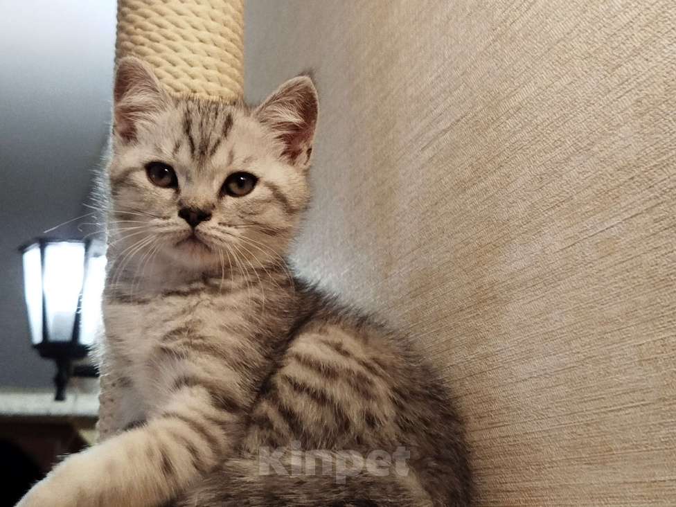 Кошки в Москве: Британские котята Мальчик, 15 000 руб. - фото 2