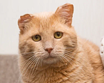 Кошки в Москве: Отдам рыжего котика в добрые руки Мальчик, Бесплатно - фото 2