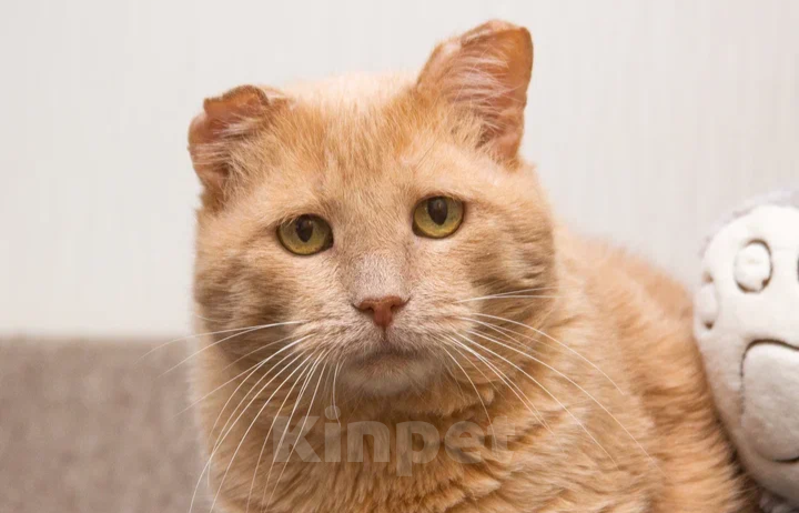 Кошки в Москве: Отдам рыжего котика в добрые руки Мальчик, Бесплатно - фото 2