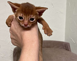 Кошки в Москве: Абиссинские котята Девочка, 60 000 руб. - фото 1