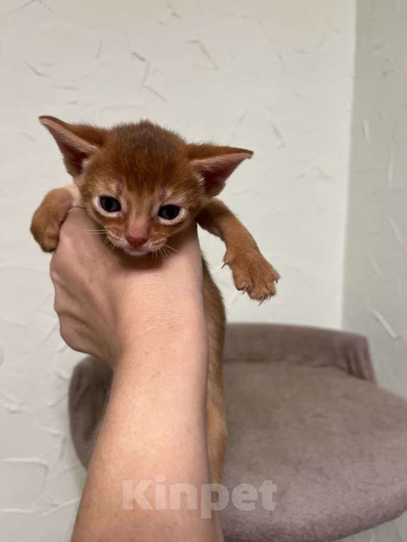 Кошки в Москве: Абиссинские котята Девочка, 60 000 руб. - фото 1